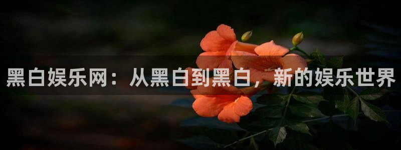 东莞市彩客网电子科技有限公司：黑白娱乐网：从黑白到黑白，新的娱乐世界