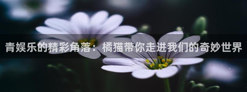 彩客网f凯捷平台在线注册：青娱乐的精彩角落：橘猫带你走进我们的奇妙世界